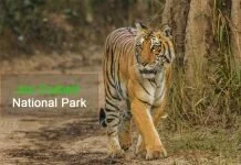 jim corbett national park booking