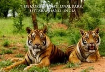 Planning a trip to Jim Corbett Park? Here is the best list of resorts you can consider for accommodations and camping. Jim Corbett National Park in your holiday